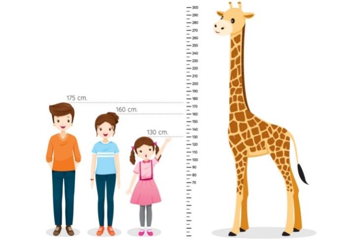tall giraffe short kids