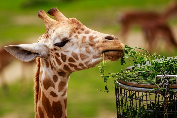 giraffe eating