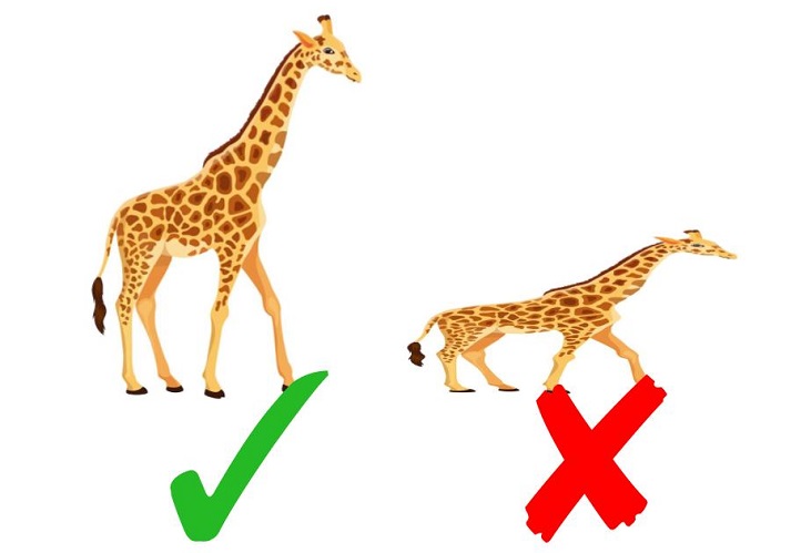 giraffe scale