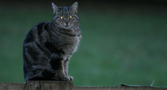 cat with glowing eyes