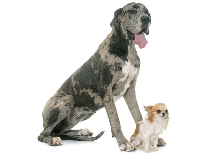 Great Dane and Chihuahua