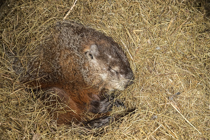 hibernating groundhog