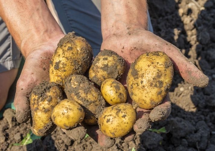 handful of potatoes