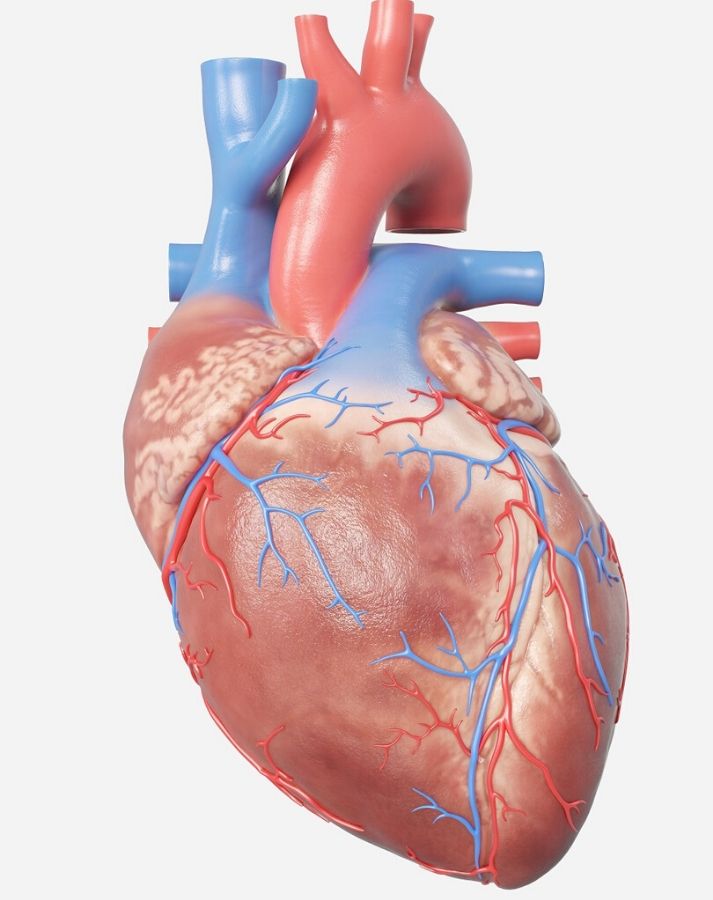 The Circulatory System of the Human Body Educational Resources K12 ...