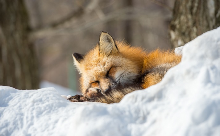 hibernating fox