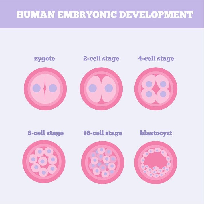 human embryonic development