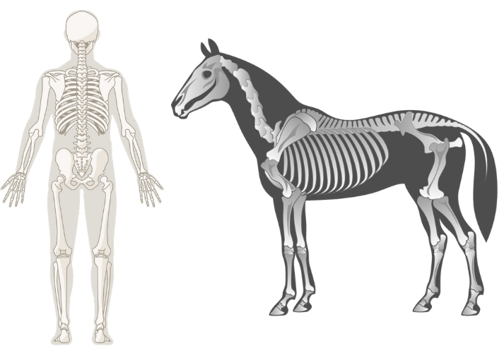 human and horse skeletons