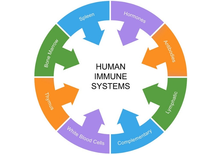 human immune system