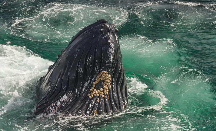 humpback whale with barnacles