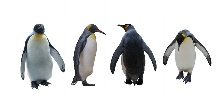 imperial penguins