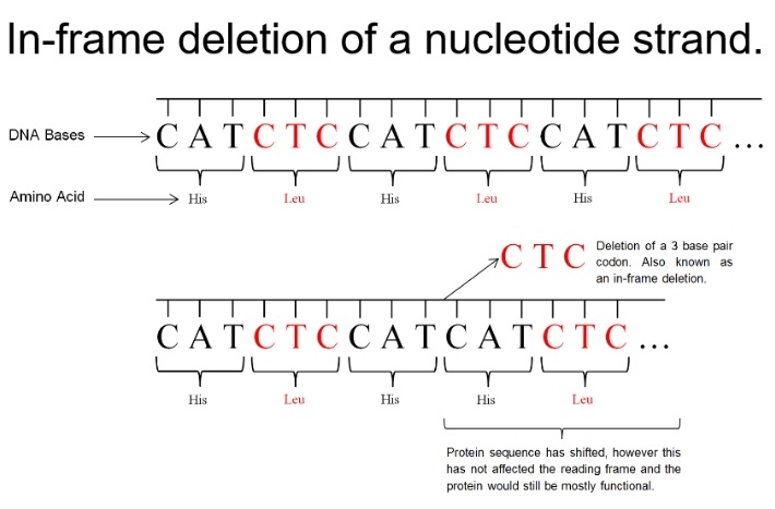 deletion of a nucleotide strand