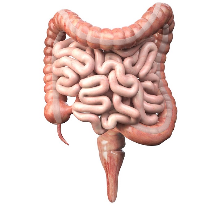 small and large intestines