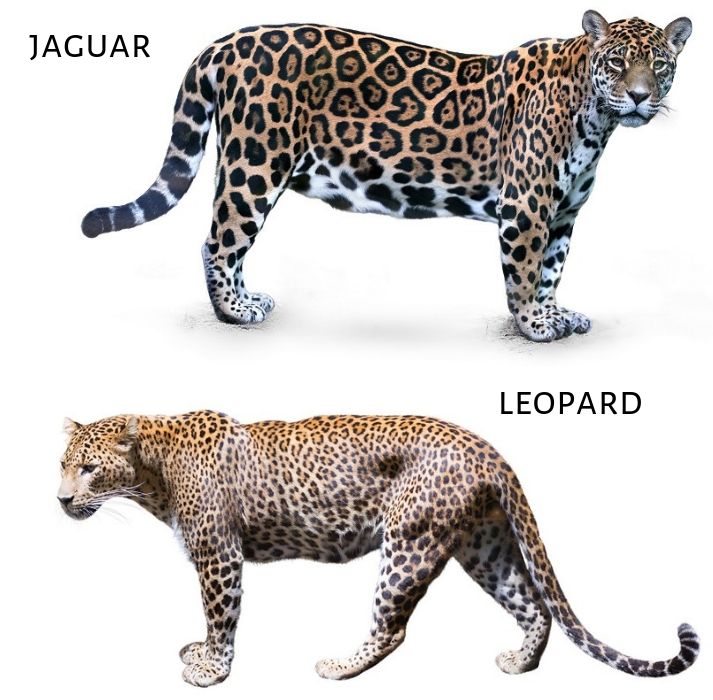 jaguar and leopard