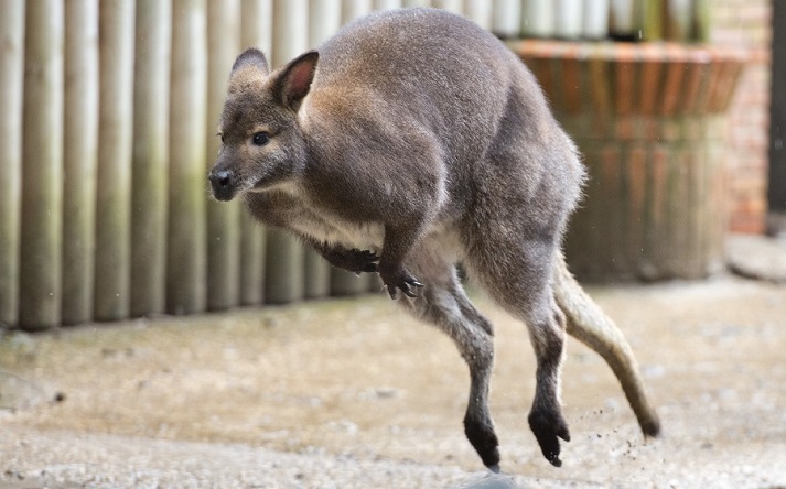 kangaroo jumping
