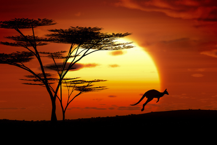 kangaroo sunset