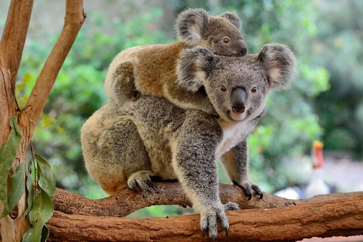 koala carrying joey