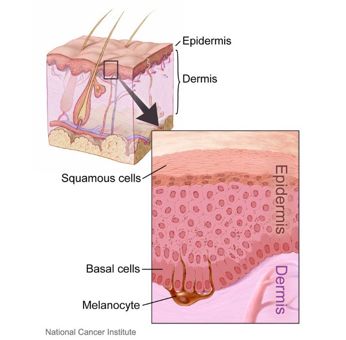 layers of the skin