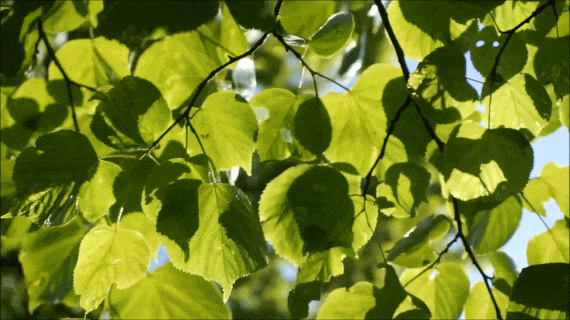 moving leaves