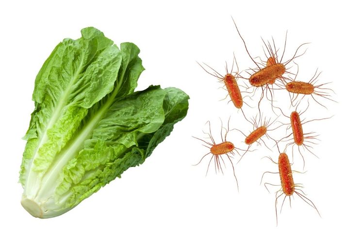 romaine lettuce and E.coli