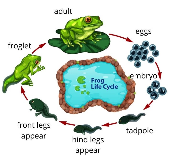 Frogs and Toads Educational Resources K12 Learning, Life Science ...