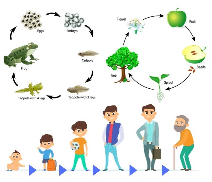 Example Of Life Cycle