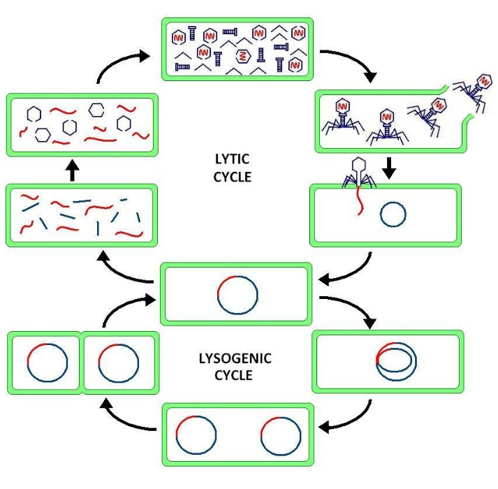 lysogenic and lytic cycles