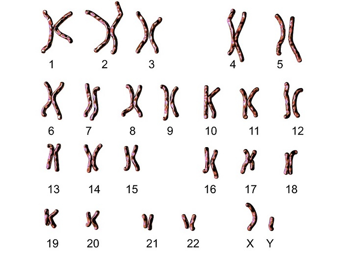 male chromosomes