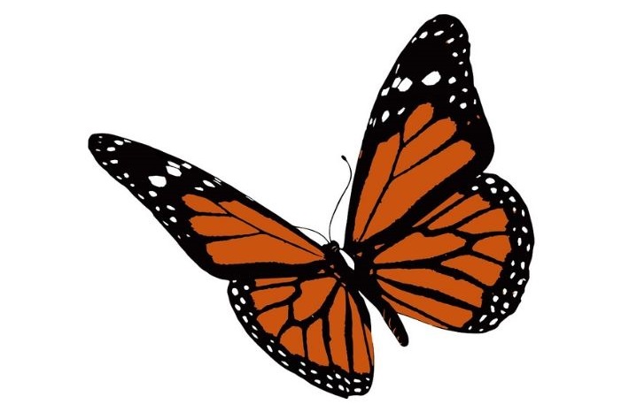 Mariposa monarch