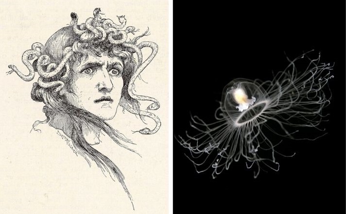 Medusa and immortal jellyfish