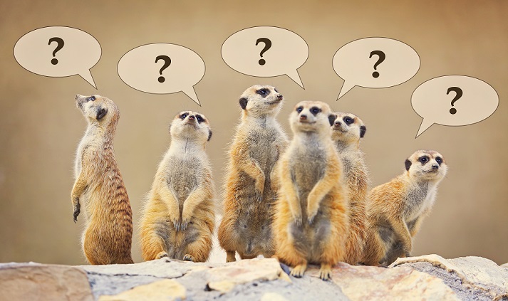 meerkats thinking