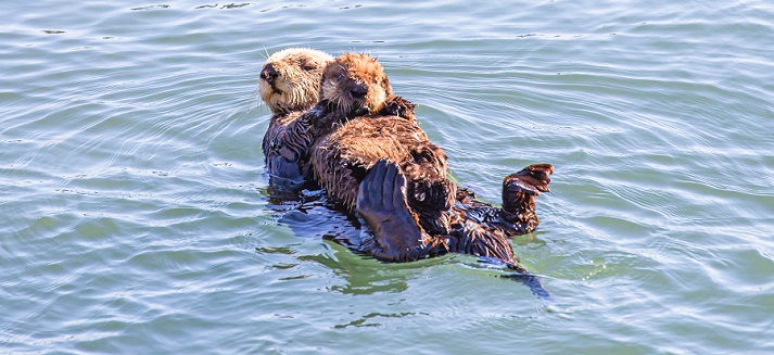 mother sea otter with her pup