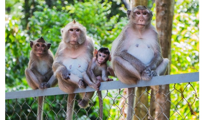 monkeys on fence