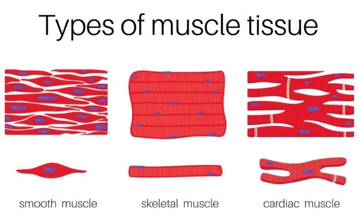 muscle tissue types