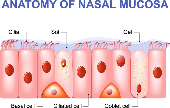 nasal mucosa
