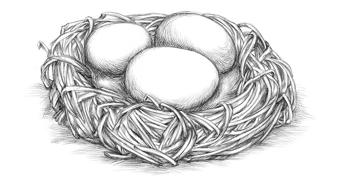 sketch of bird nest