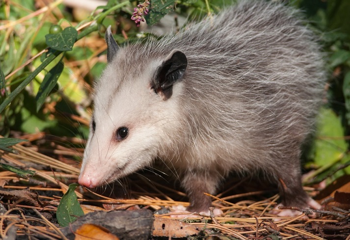 opossum in a field