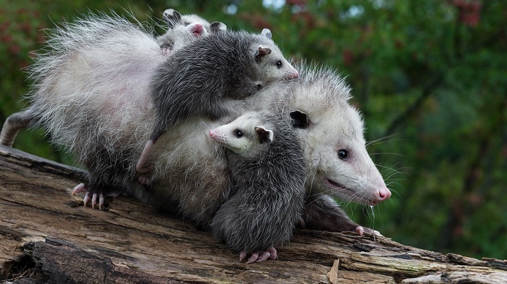 opossum with young