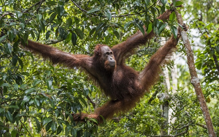 orangutan