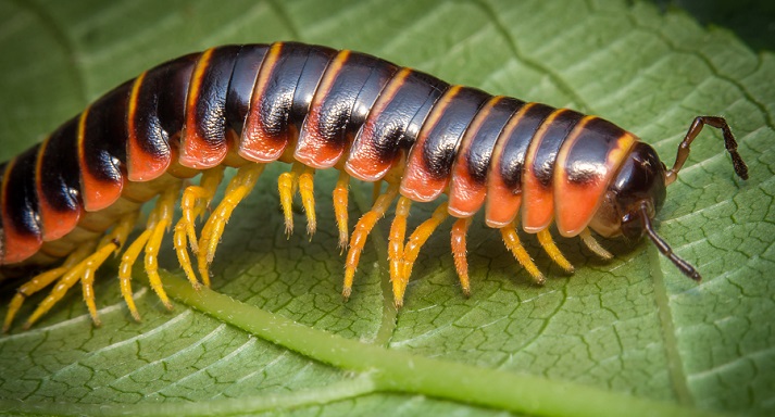 orange millipede