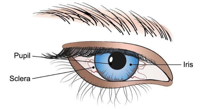 outer eye diagram