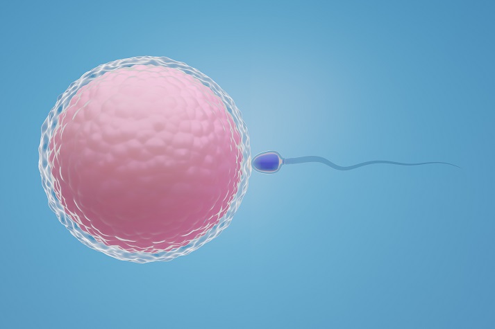 ovum and sperm cells