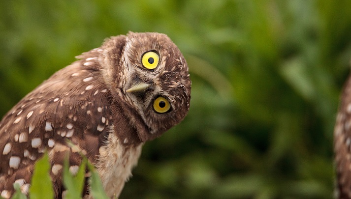 curious owl