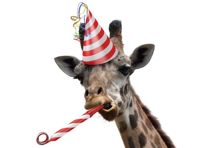 party giraffe