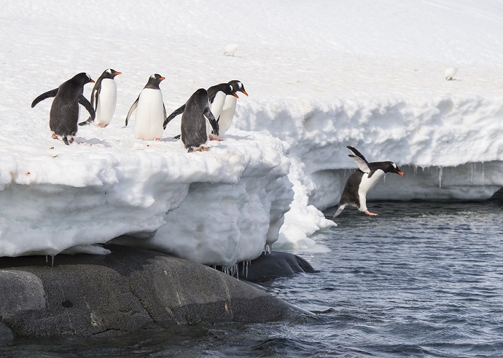 penguin jumping