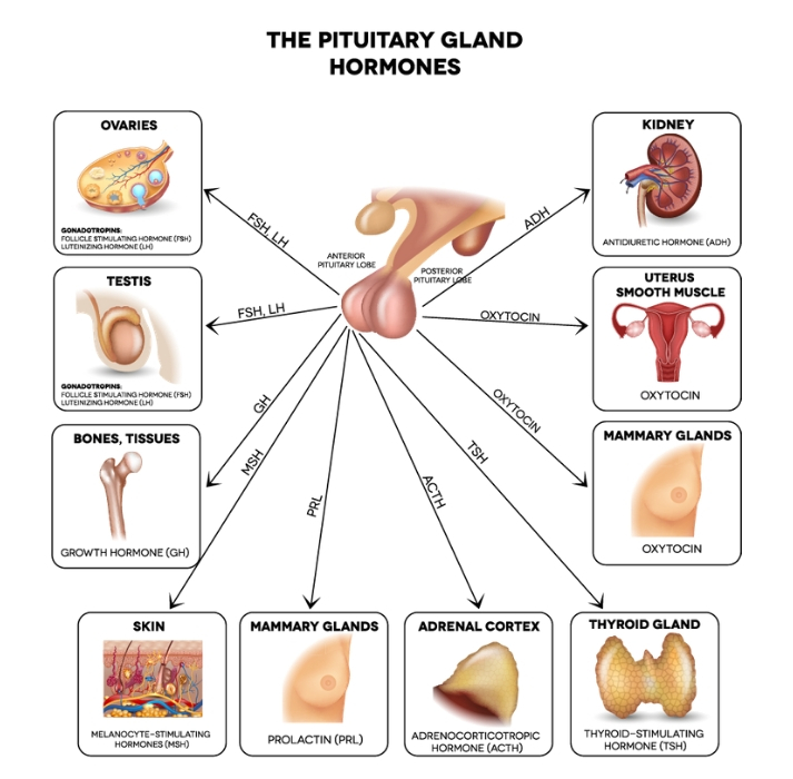 pituitary hormones