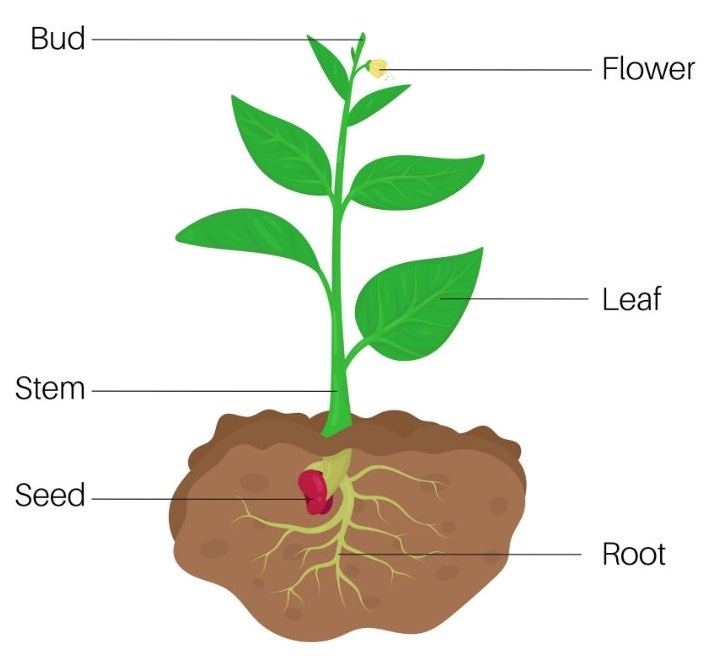 plant diagram
