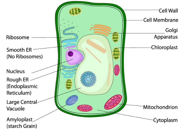 Plant Cell  Definition, Diagram & Parts - Video & Lesson