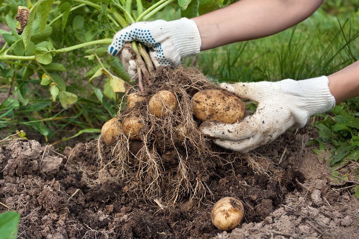 farmer with potato plant