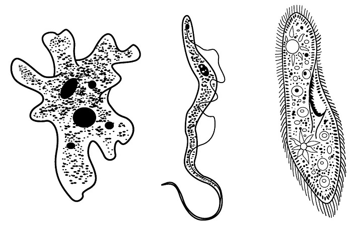 protozoa drawing