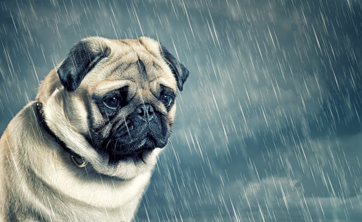 sad dog in the rain